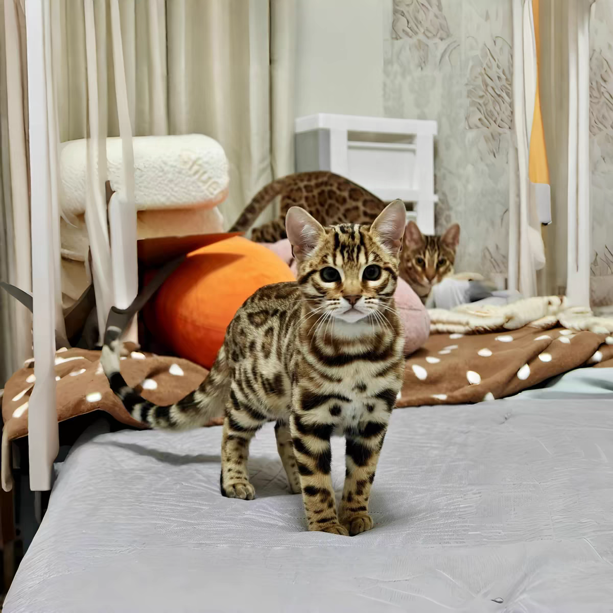 猫舍直销批发价格出售,孟加拉豹猫